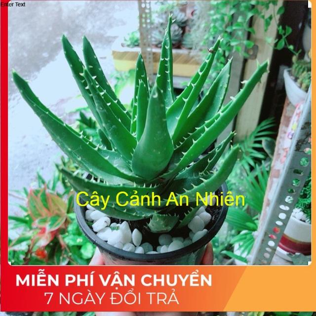 Nha Đam Kiểng