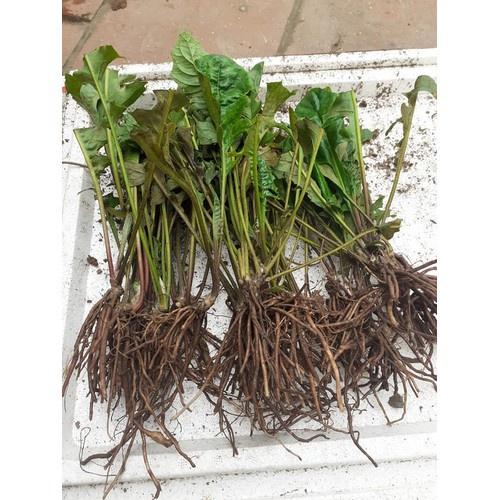 COMBO 5 CÂY GIỐNG HOA ĐỒNG TIỀN CỔ CÁNH KÉP