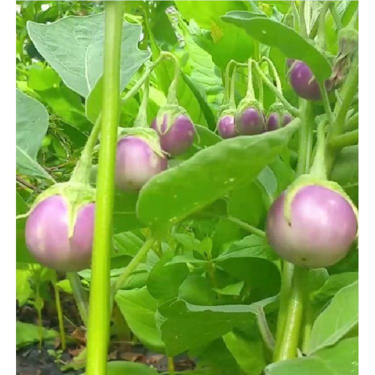 Hạt Giống Cà Pháo Tím F1 - 2 gram/gói