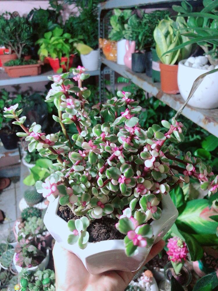 Chậu Cây Cành Vàng Lá Ngọc