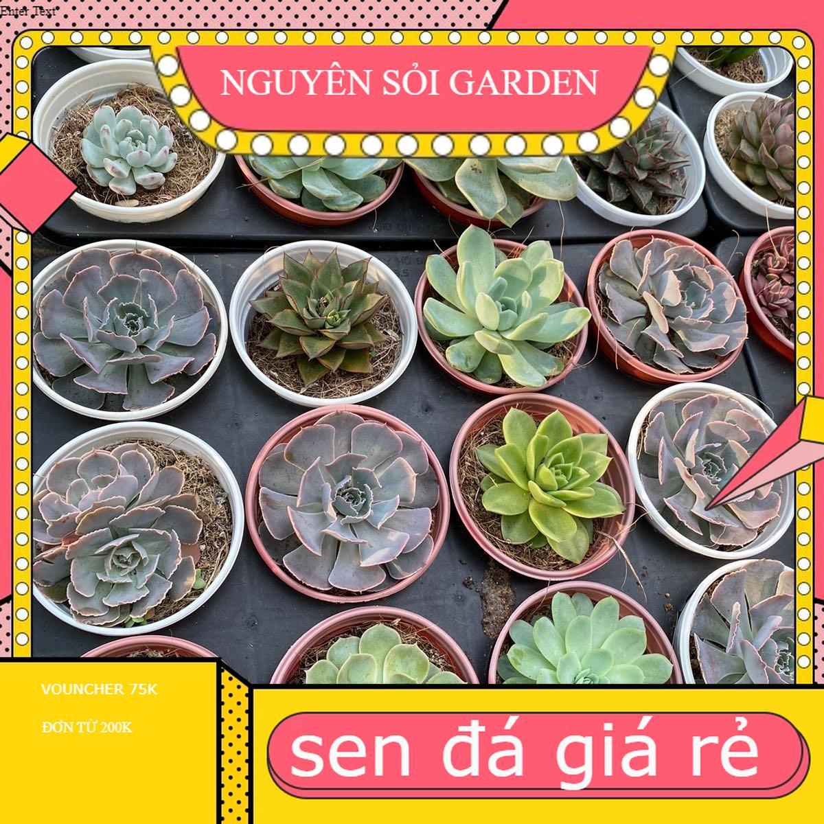Sen đá size trung đồng giá