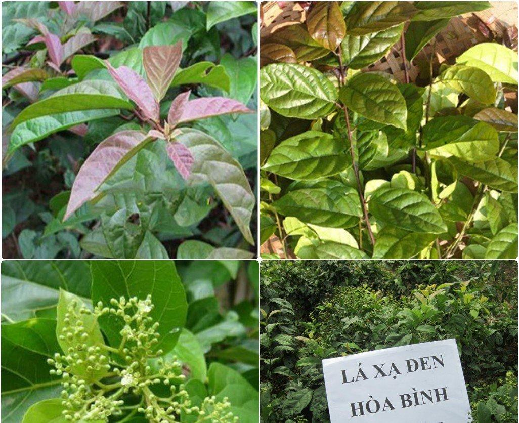 Cây xạ đen Hoà bình