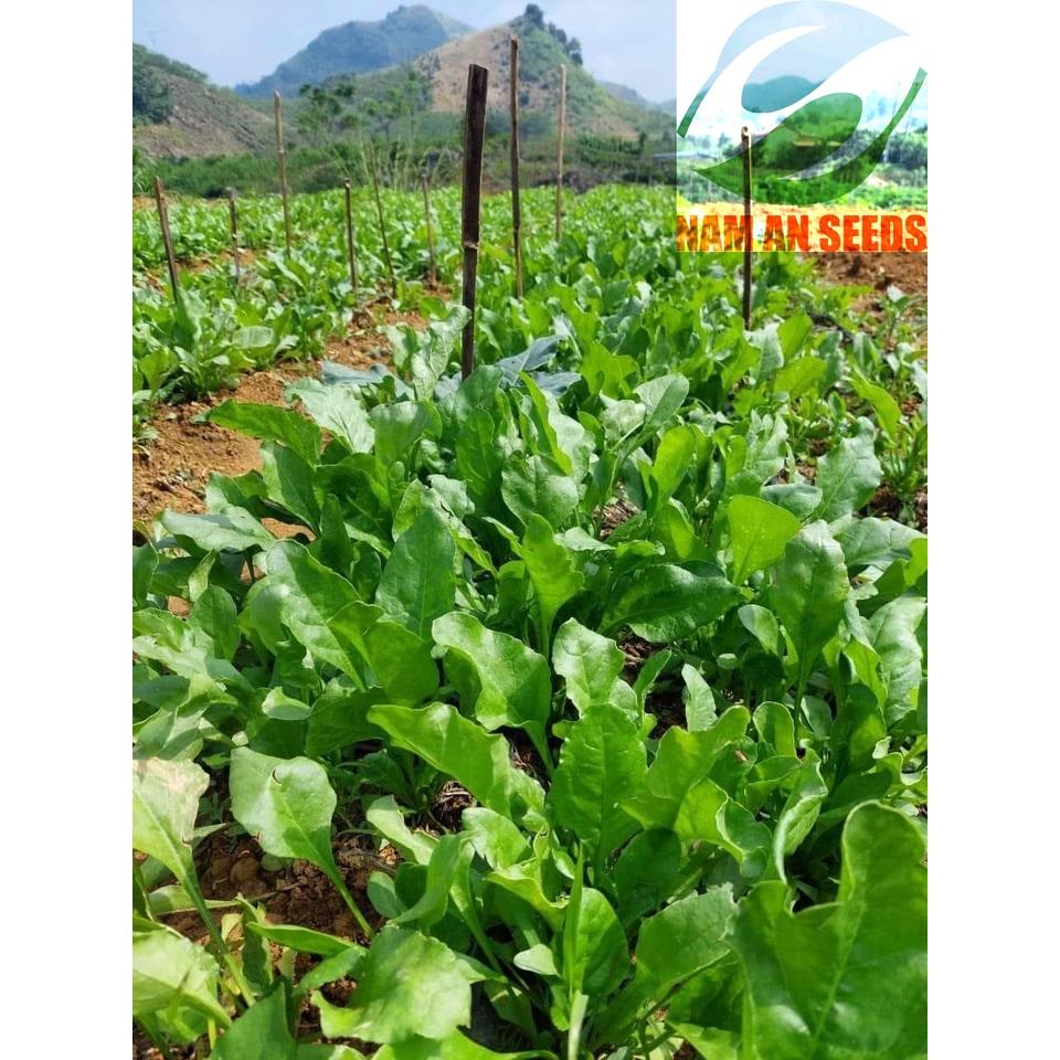 Hạt giống Cải Bó Xôi F1 Nhật Bản - chịu nhiệt