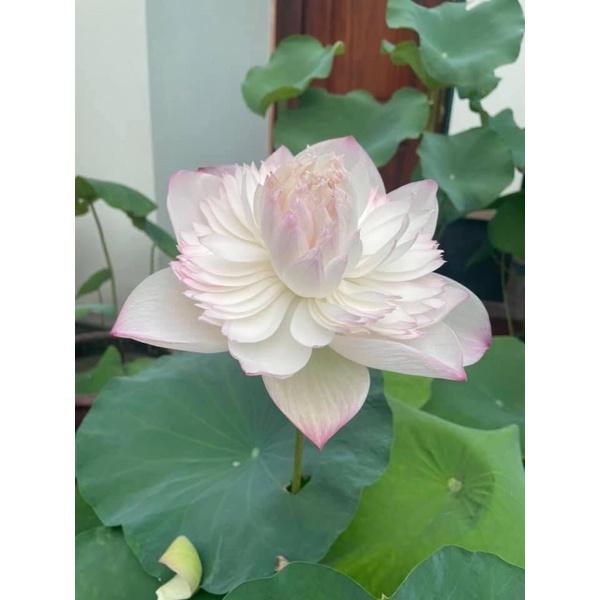 Củ Sen Super lotus