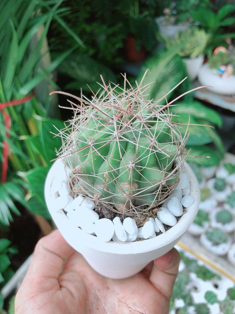 Chậu Cây Xương Rồng