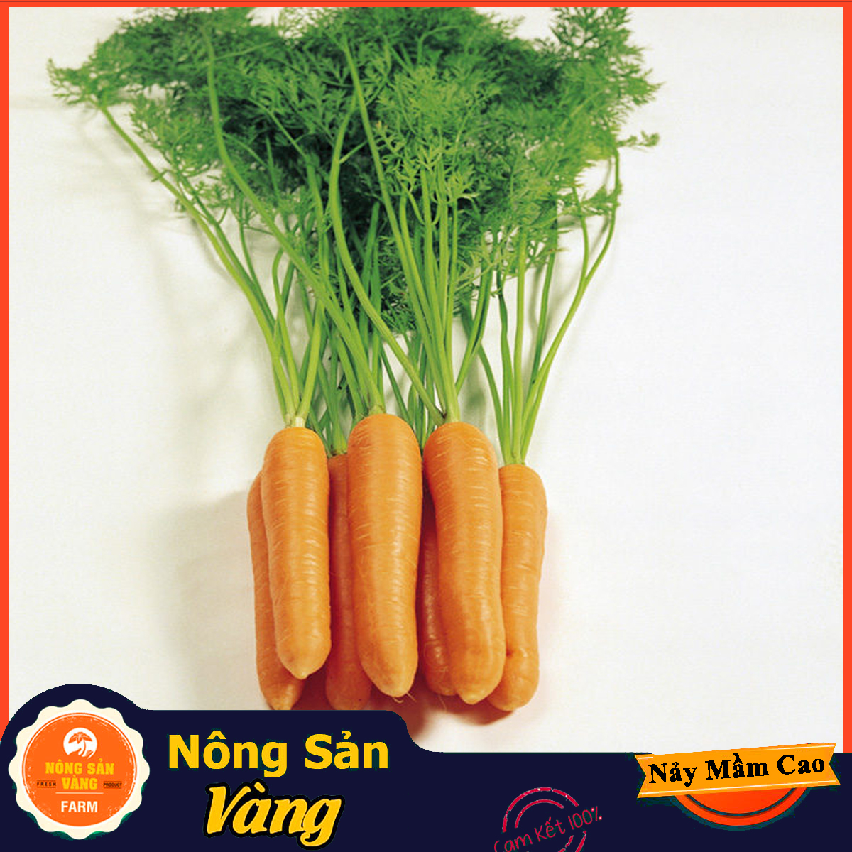 Hạt giống Cà Rốt Thường F1 - Nông Sản Vàng