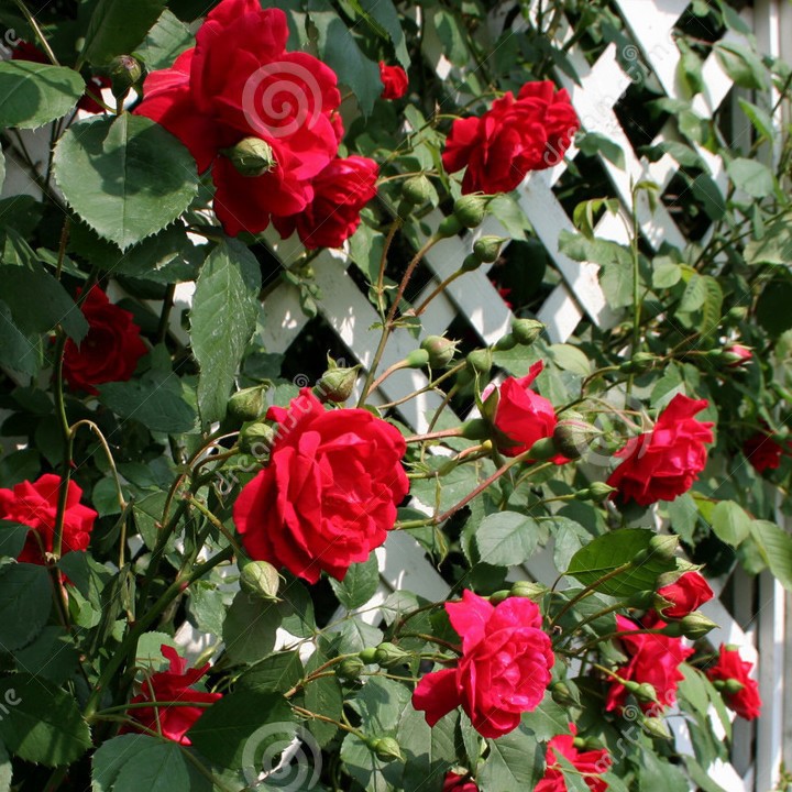 03 Gói Hạt Giống Hoa Hồng Leo Pháp Mix