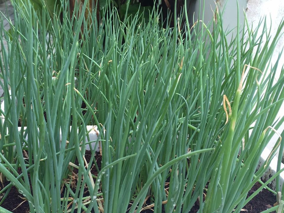Gói 2gram Hạt Giống Hành Lá Kobe Nguyên Bao Bì