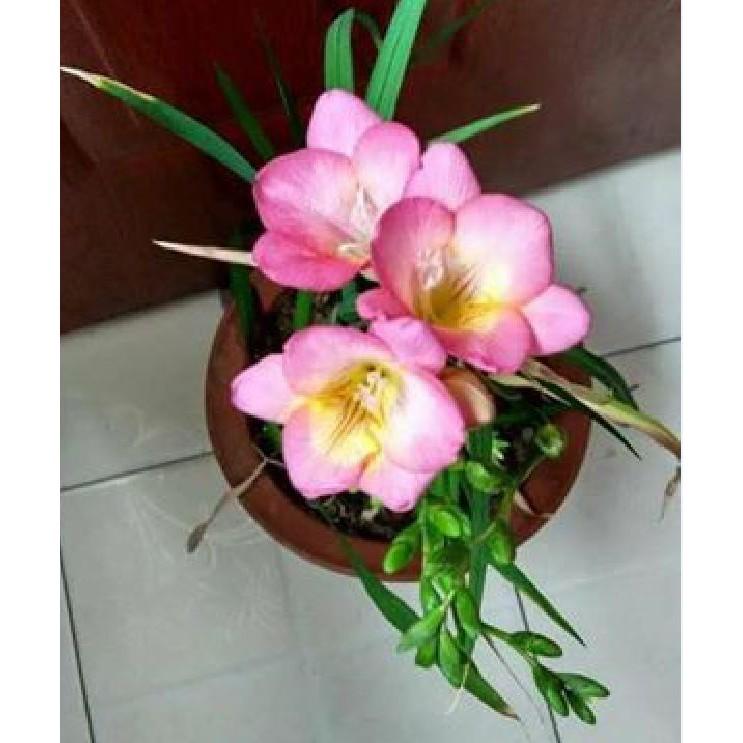 Củ giống hoa lan nam phi hoa màu hồng nhạt