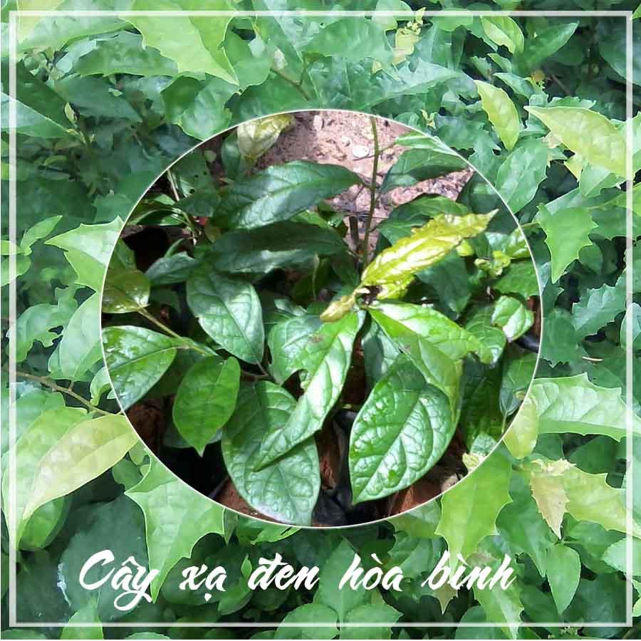 Combo 2kg Cây Xạ Đen Hòa Bình khô