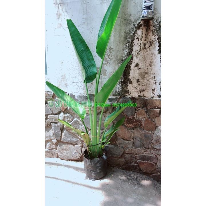 Chuối Rẻ Quạt chỉ giao hcm