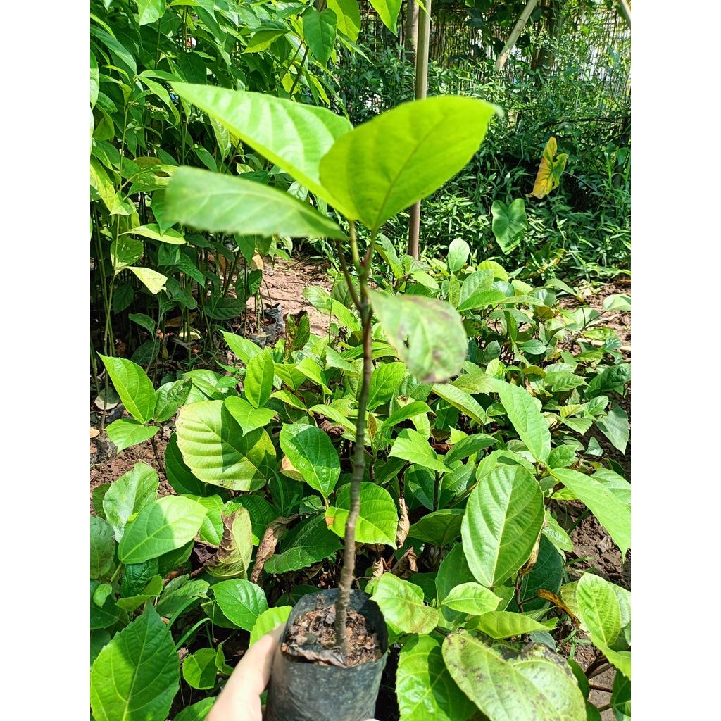 Cây giống vả mật