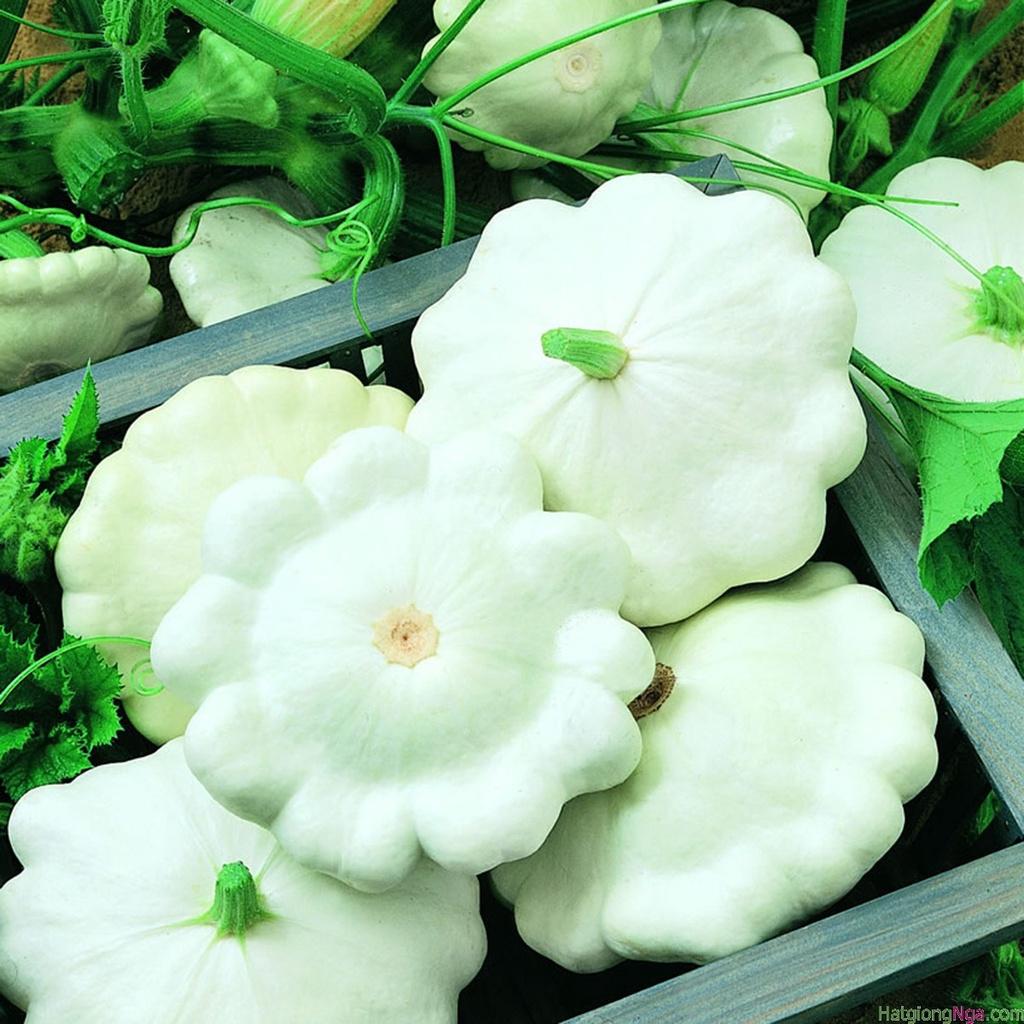 Hạt Giống Bí Đĩa Bay mix màu ,hạt giống chuẩn f1 -1 gói 10 hạt