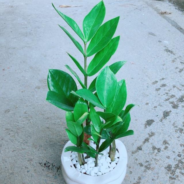 Chậu Kim Tiền Thái