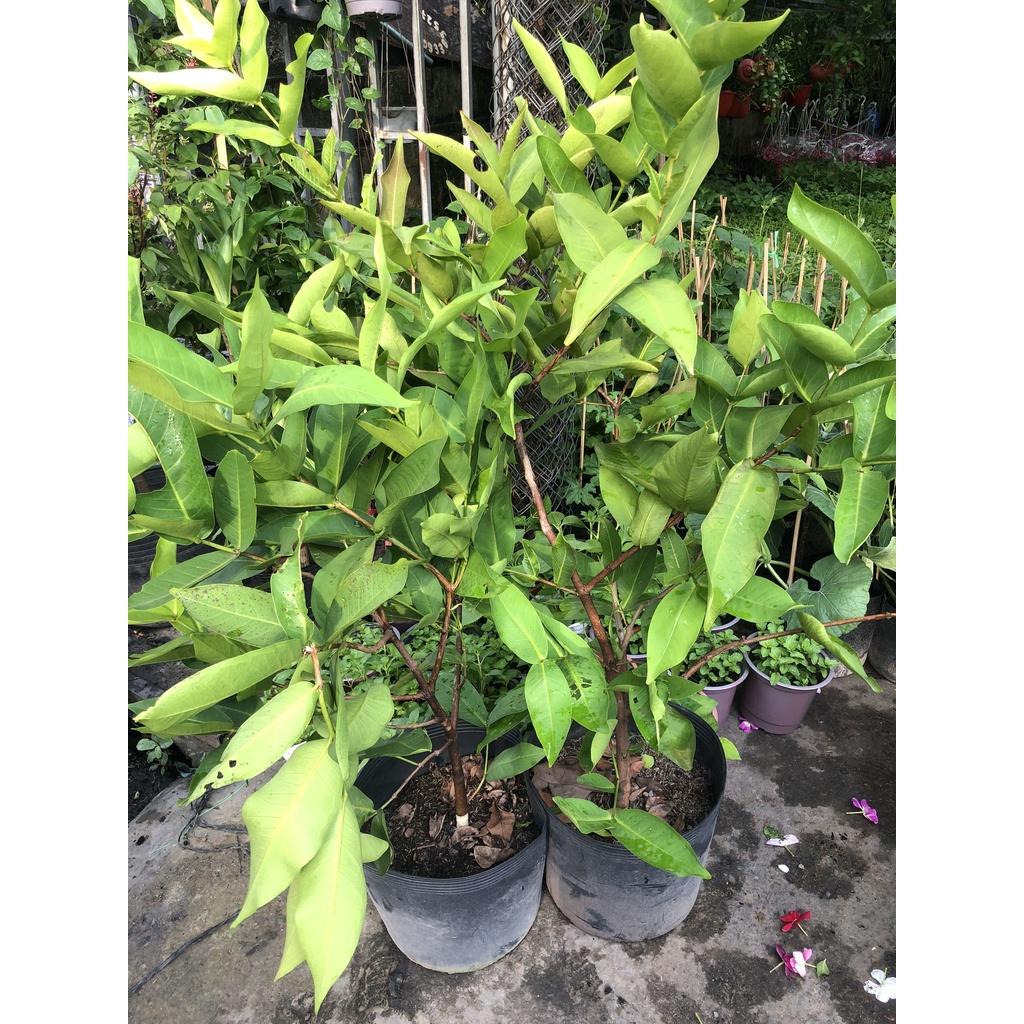Cây mận an phước  cho trái sau 12 tháng trồng