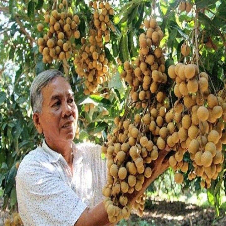Cây Giống Nhãn Thái Ido Trồng Chậu_Nhãn Ido Ít Sâu Bệnh Năng Suất