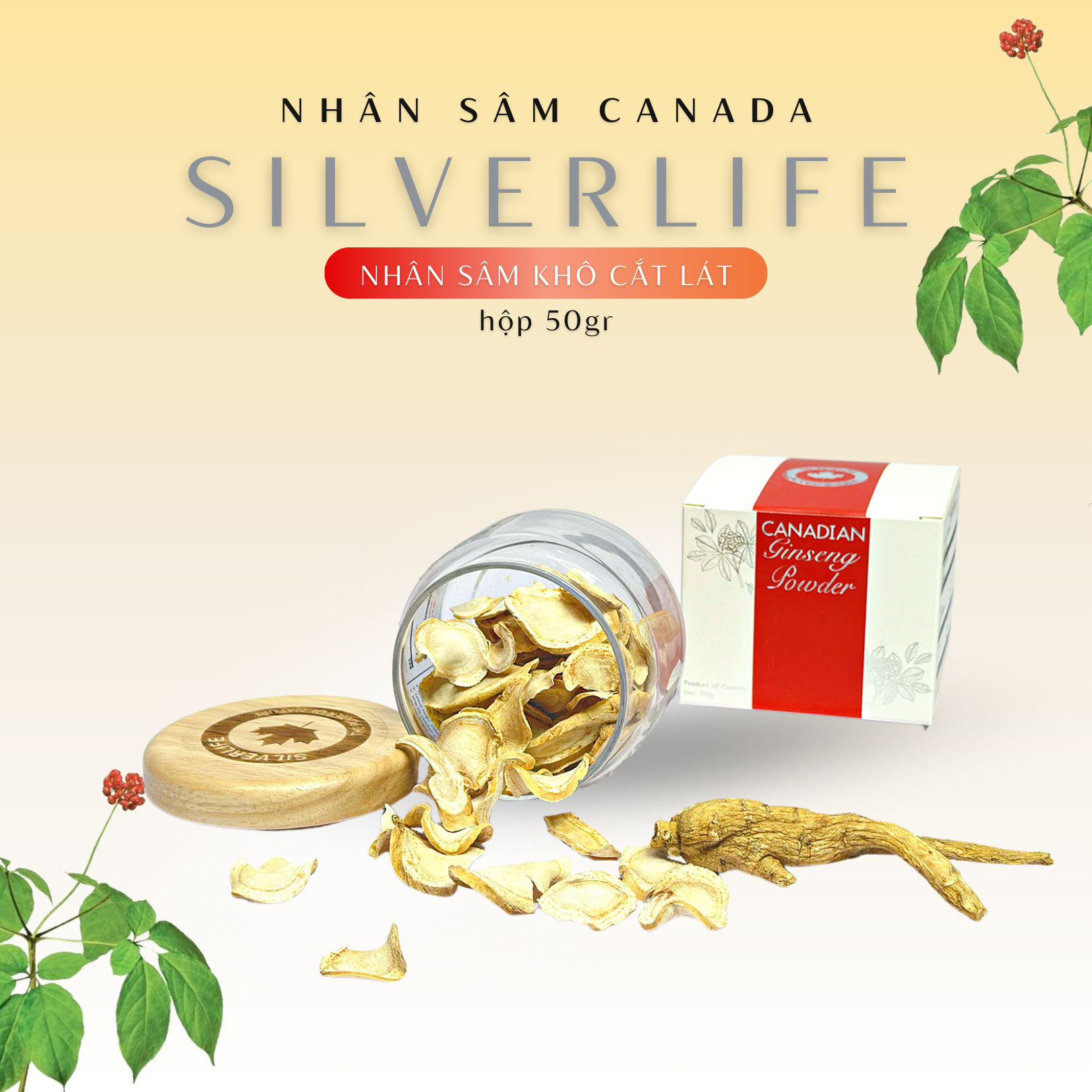 Nhân sâm Canada SilverLife Slice | Lát mỏng tiện dụng | 100% nhân sâm khô Canada cao cấp 5 năm tuổi