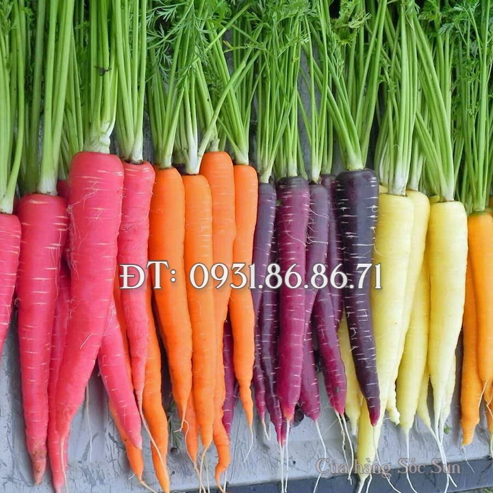 Hạt giống củ cải 7 màu – Bịch 10 hạt – Mã số 1008