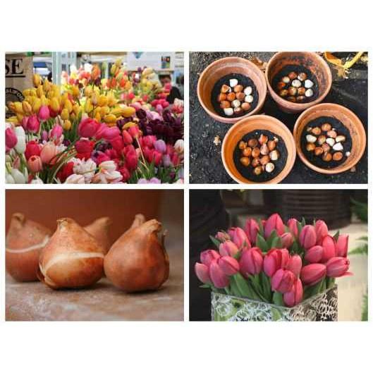 Combo 5 củ giống hoa tulip-củ giống - CTL