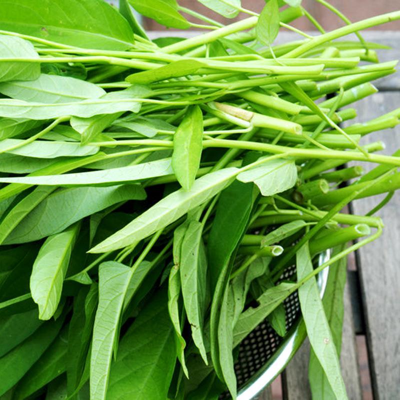 HẠT GIỐNG RAU MUỐNG GÓI 100G - KHÁNG BỆNH TỐT, NĂNG SUẤT CAO CỰC DỄ TRỒNG