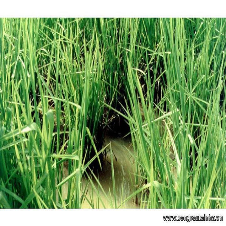 Hạt cỏ chịu ngập Paspalum 500g