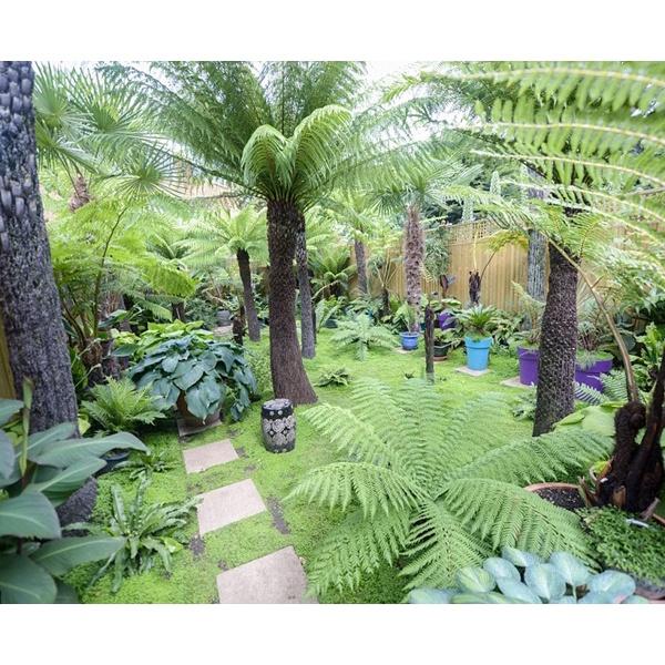 Cây dương xỉ vua làm decor cực đẹp - cây giống