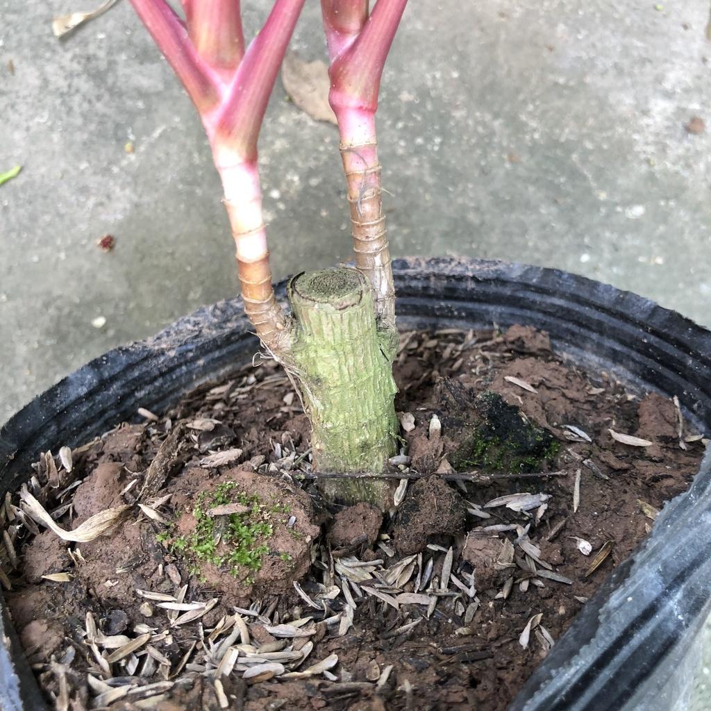 Cây huyết dụ thái lá to, chiều cao 25cm mang sắc đỏ thẫm của lá sức sống mãnh liệt thích hợp trang trí cảnh quan