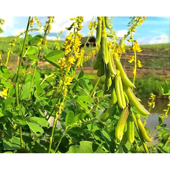 Hạt giống muồng vàng nhỏ - 1kg