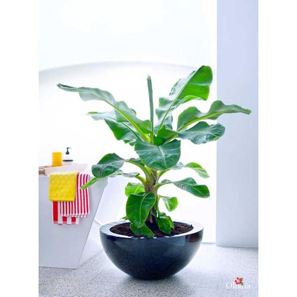 CÂY GIỐNG CHUỐI CẢNH MINI - TRỒNG CHẬU TRONG NHÀ - PHONG THỦY TỐT.