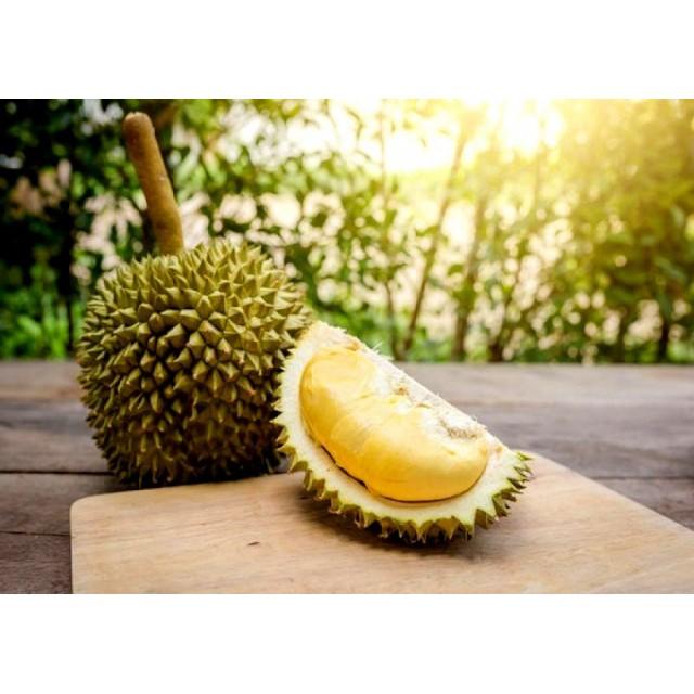 Cây giống Sầu Riêng Thái Lan (Dona] .