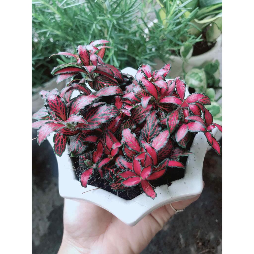 Chậu cây cẩm nhung Bán Chạy