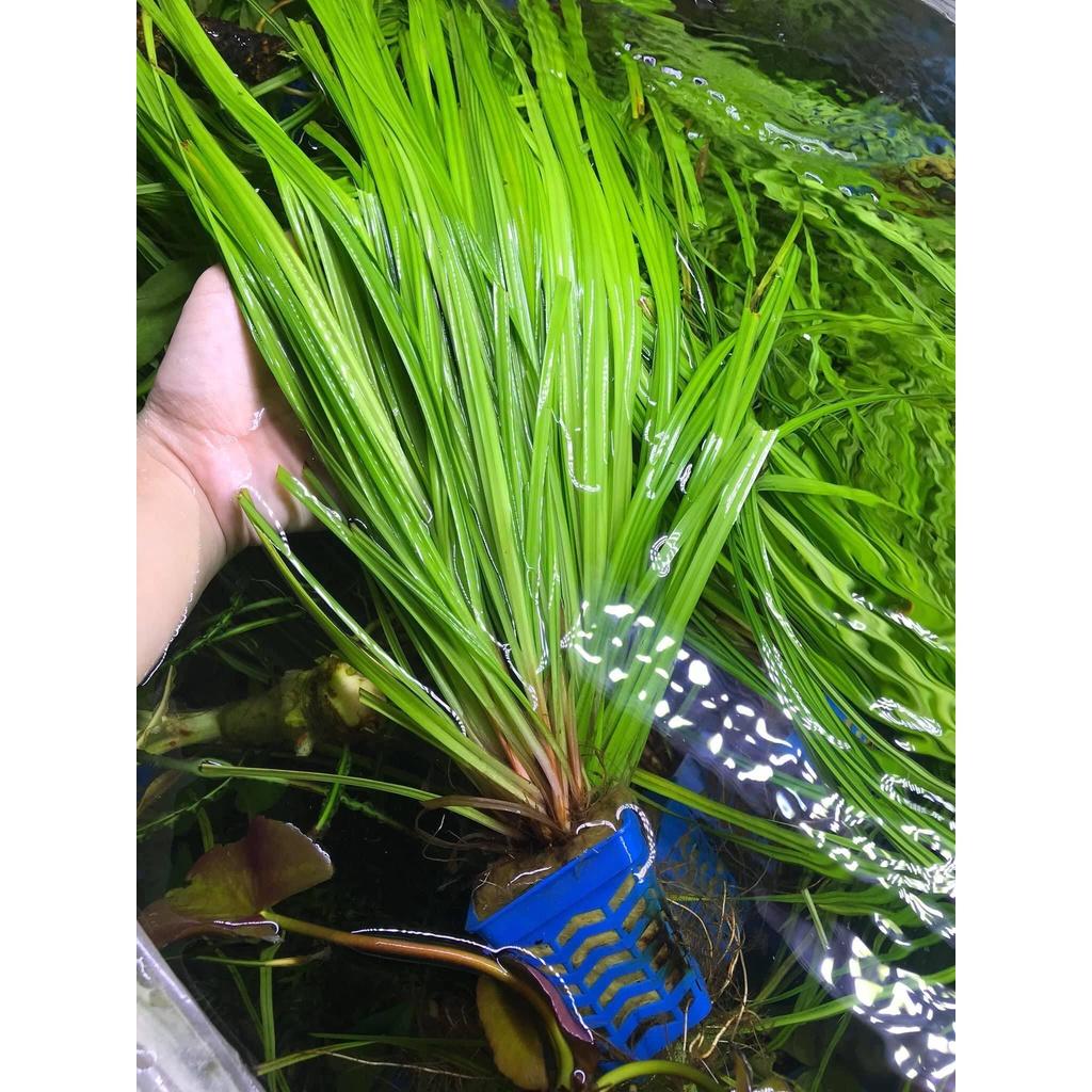 Cỏ narong - Cây thủy sinh hậu cảnh đẹp