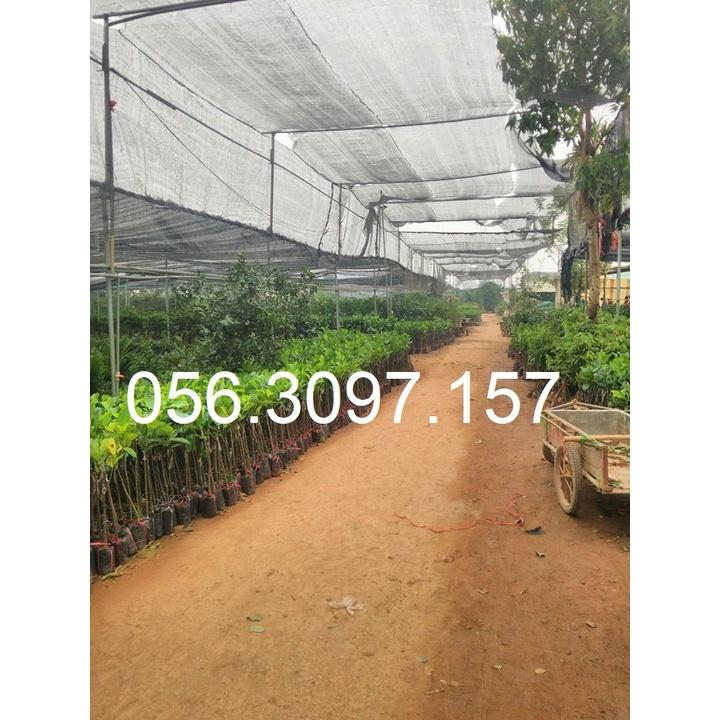 HÀNG GIỐNG CHUẨN Cây Na Dai Lạng Sơn - Cây Ăn Quả - H2O Farm