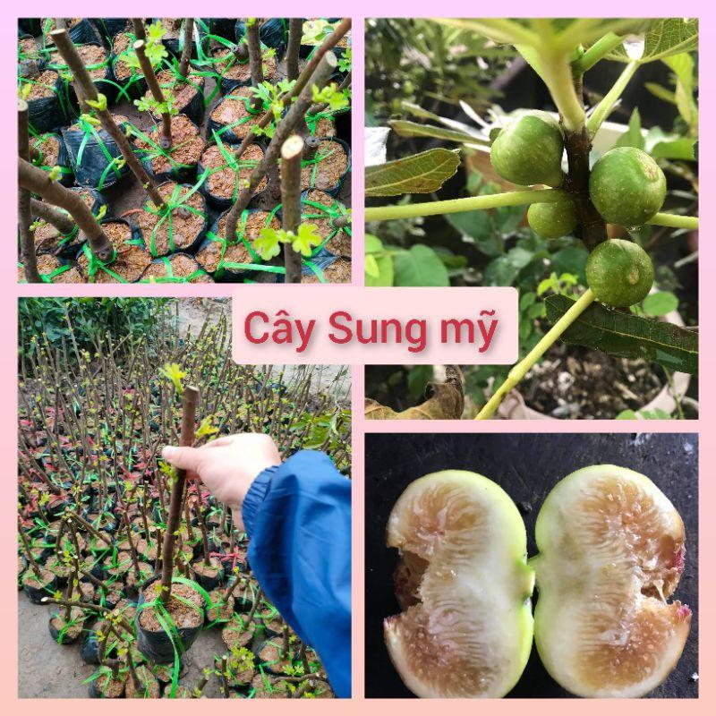 Cây Sung mỹ siêu ngọt cho quả sau 3 tháng trồng