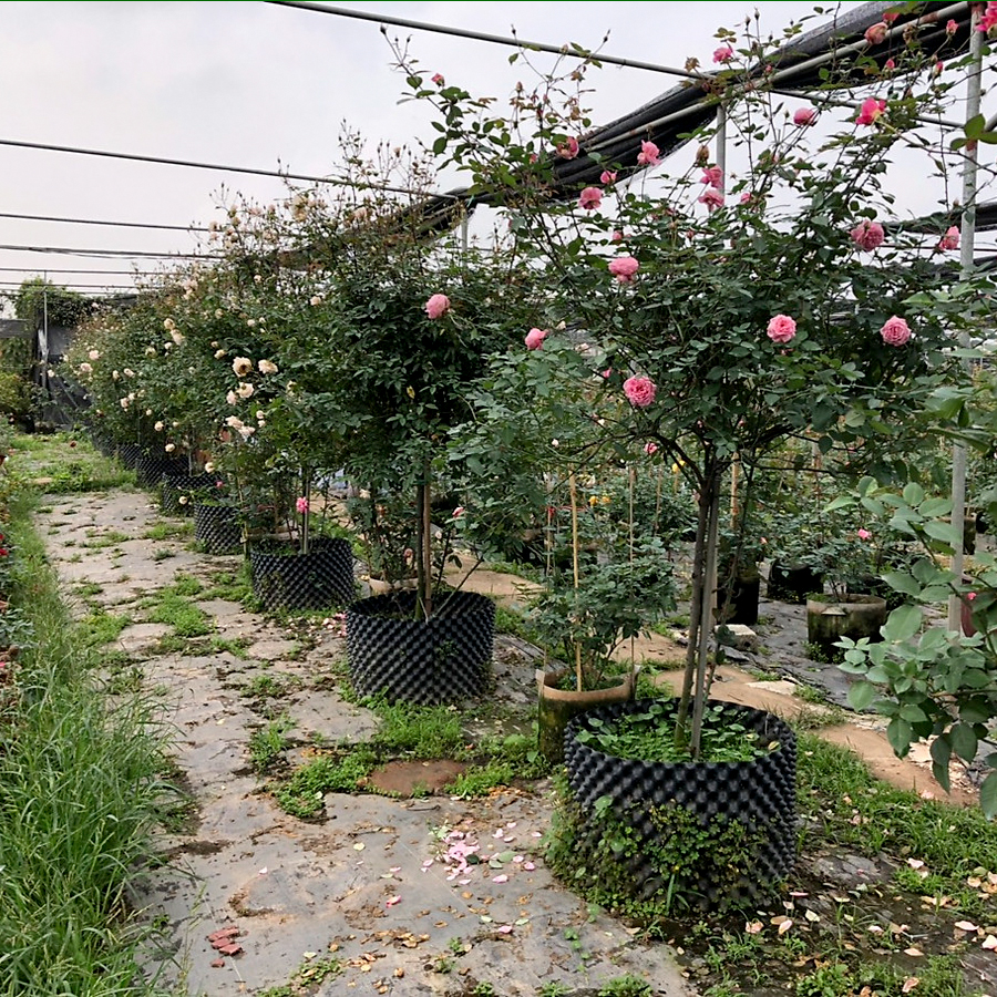 25 MÉT Bầu ươm cây V6 CAO 30CM dày 6mm, cắt theo mét dài khách đặt, tặng ốc vít-77900