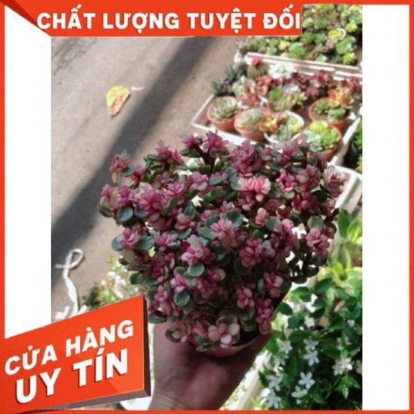 Cây đô la hồng giống mới
