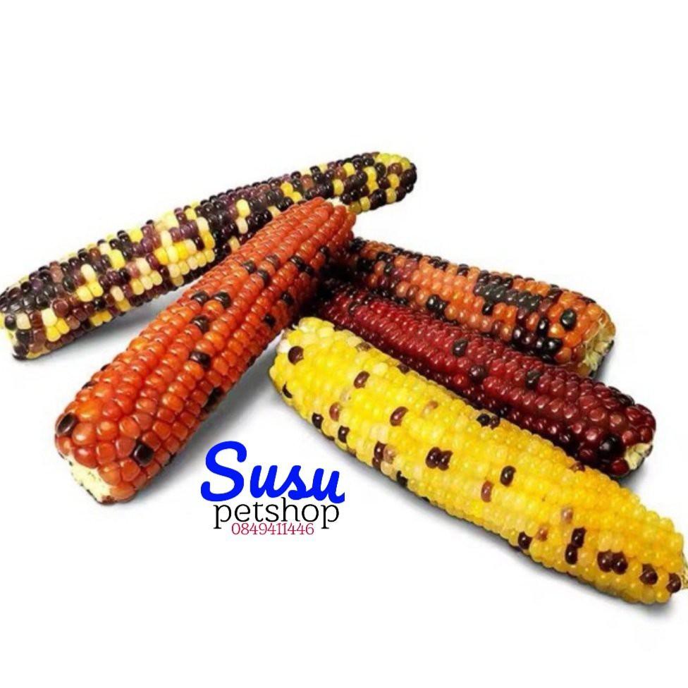 Bắp ngọt Mini dùng cho Thỏ, Hams, Bọ Ú và Chim
