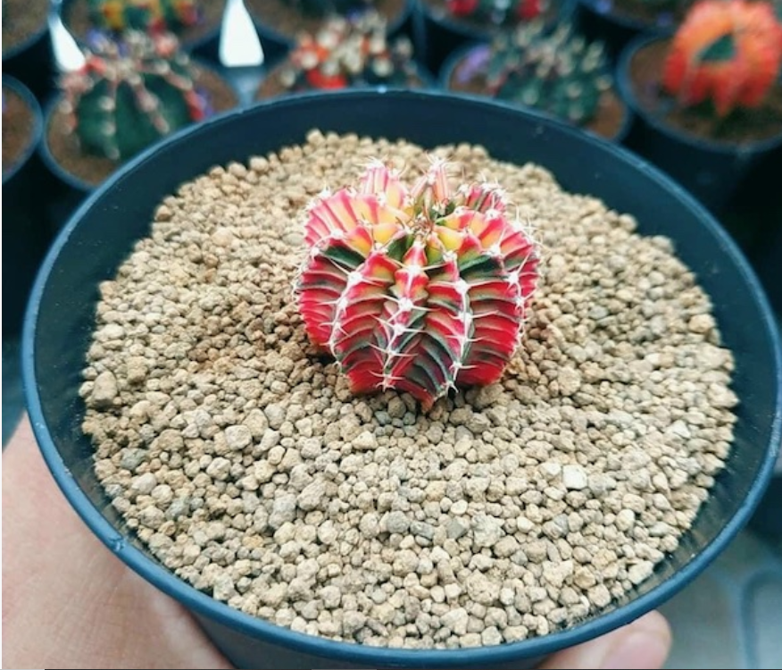 Đất nung Ibaraki Akadama Nhật Bản size S , giá thể sen đá, xương rồng, bonsai, túi 1kg