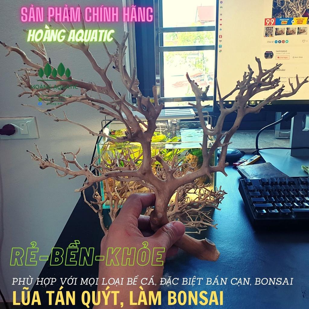 LŨA XƯƠNG CHÙM, TÁN QUÝT, TÁN ĐẸP, DÙNG SETUP TÁN CÂY BONSAI, HỒ CÁ THUỶ SINH