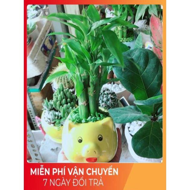 Chậu Trúc Phát Tài