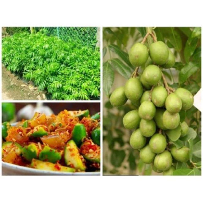 CÂY GIỐNG CÓC THÁI LÙN SIÊU QUẢ, DÒNG QUẢ SỚM, CAM KẾT chuẩn hàng F1, năng suất cao