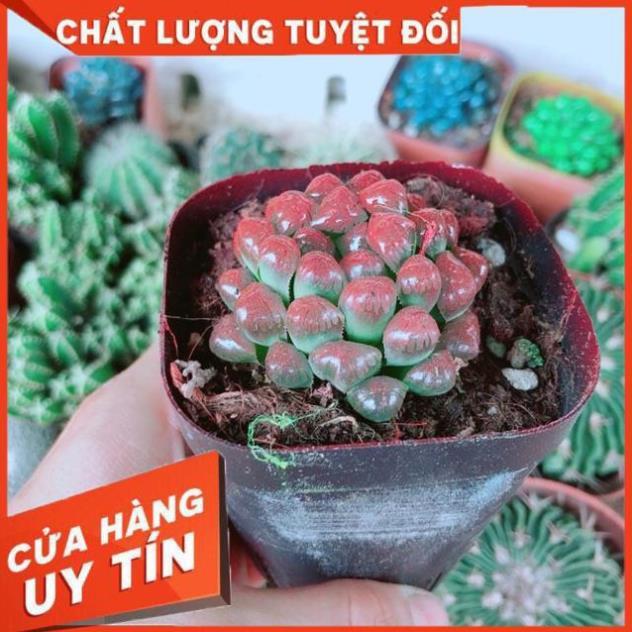 Kim Cương Đỏ