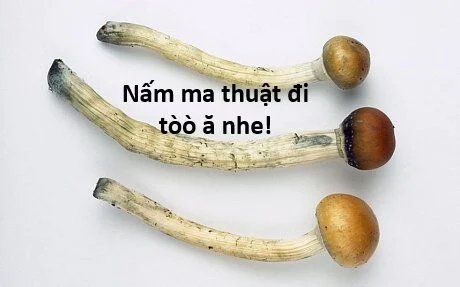 sự lụi tàn của usuzumi chapter 121 55