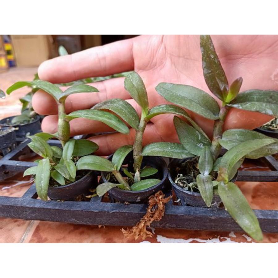 Hoa phong lan _ giả hạc easo