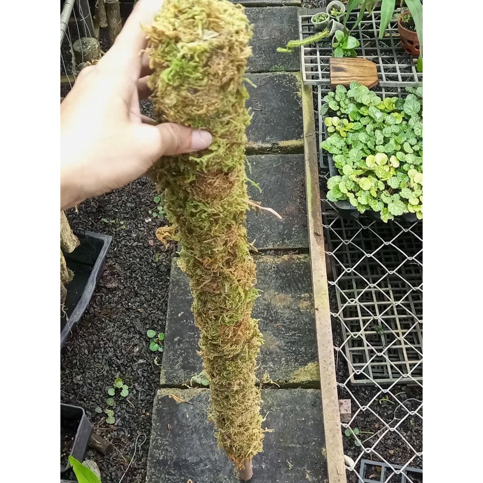 Trụ sơ Rêu 130cm,k.mãi nẹp giữ cây. Đã giặt rêu+khử trùng, thích hợp trồng cây dây leo