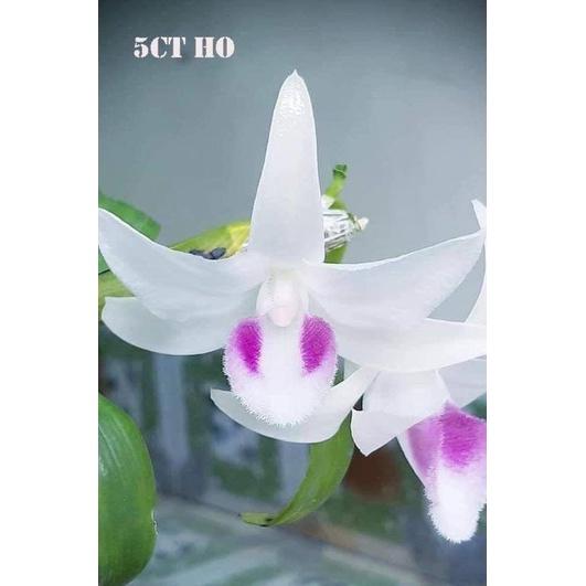 COMBO 5ct phú thọ+5ct HO+5ct rubi