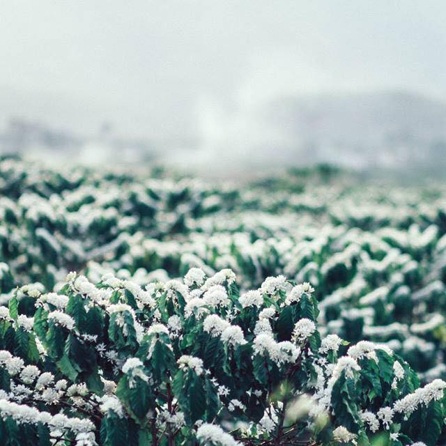 Mật Ong Nguyên Chất Hoa Cà Phê Vanbina 100ml - Mật ong Sạch theo tiêu chuẩn Xuất Khẩu Châu Âu