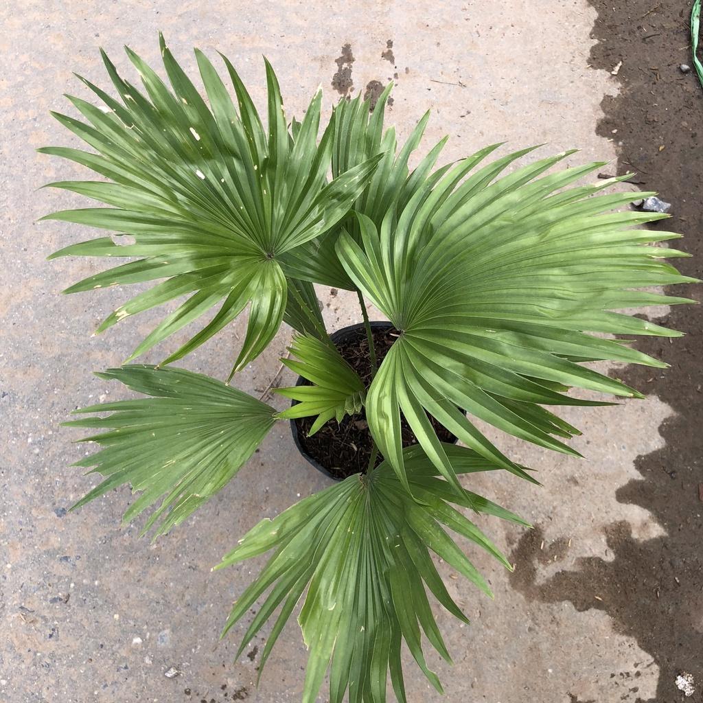 Cây cọ nhật phong thuỷ, Chiều cao 25cm gốc to khoẻ tán lá đẹp bắt mắt sức chống chịu cực tốt thích hợp trang trí sân vườ