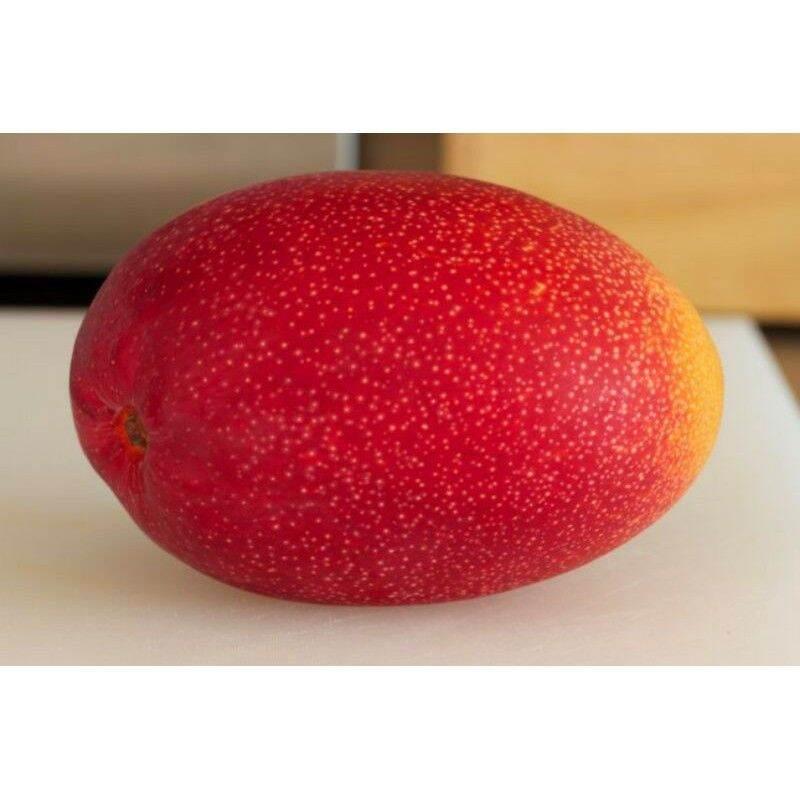 CÂY GIỐNG XOÀI ĐỎ Nhật BẢN TRỒNG CHẬU