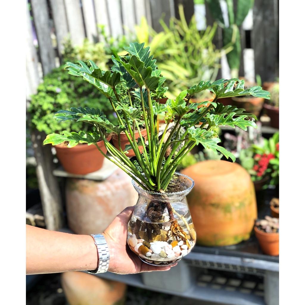 Chậu thủy tinh cây trầu bà chân vịt trang trí trong nha